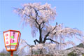 円山公園